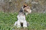 FOX TERRIER 333